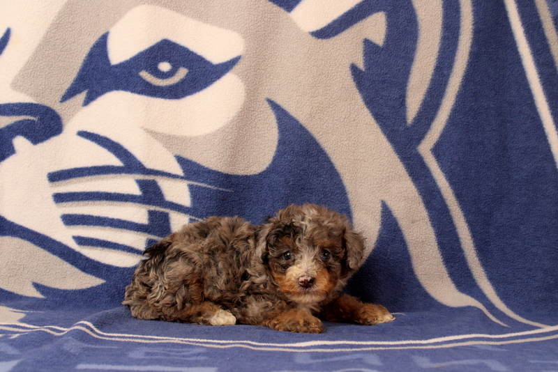 puppy, for, sale, Mini Bernedoodle F1, Matthew B. Stoltzfus, dog, breeder, Gap, PA, dog-breeder, puppy-for-sale, forsale, nearby, find, puppyfind, locator, puppylocator, aca